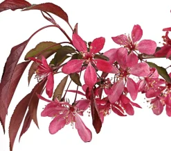Zierapfel 'Royal Beauty', Kaskaden-Stämmchen