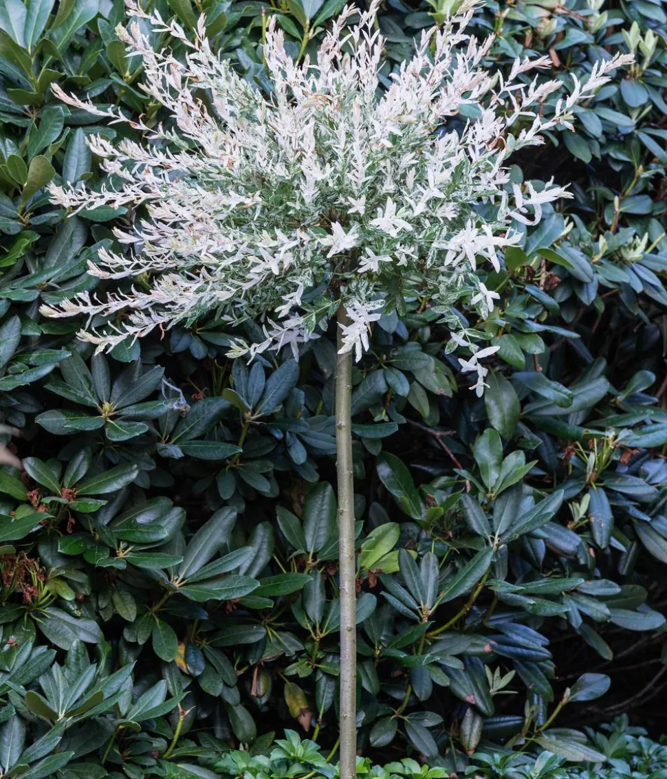 Zierweide 'Hakuro Nishiki'