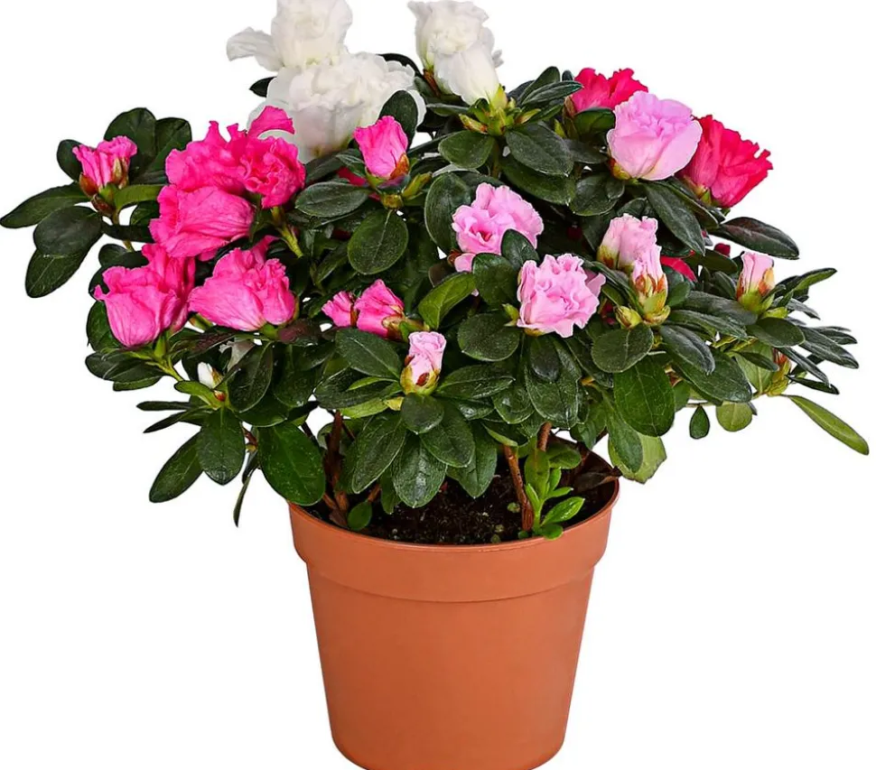 Zimmerazalee - Rhododendron simsii 'Quattro'