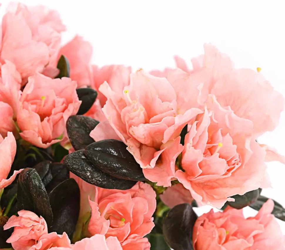Zimmerazalee - Rhododendron simsii 'Christine®'
