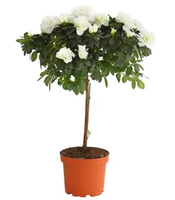 Zimmerazalee - Rhododendron simsii, Stämmchen, verschiedene Farben