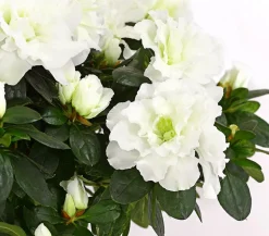Zimmerazalee - Rhododendron simsii, Stämmchen, verschiedene Farben