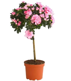 Zimmerazalee - Rhododendron simsii, Stämmchen, verschiedene Farben