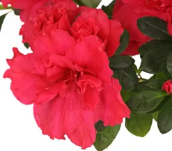 Zimmerazalee - Rhododendron simsii, Stämmchen, verschiedene Farben