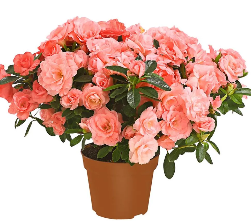Zimmerazalee - Rhododendron simsii 'Rosalea'