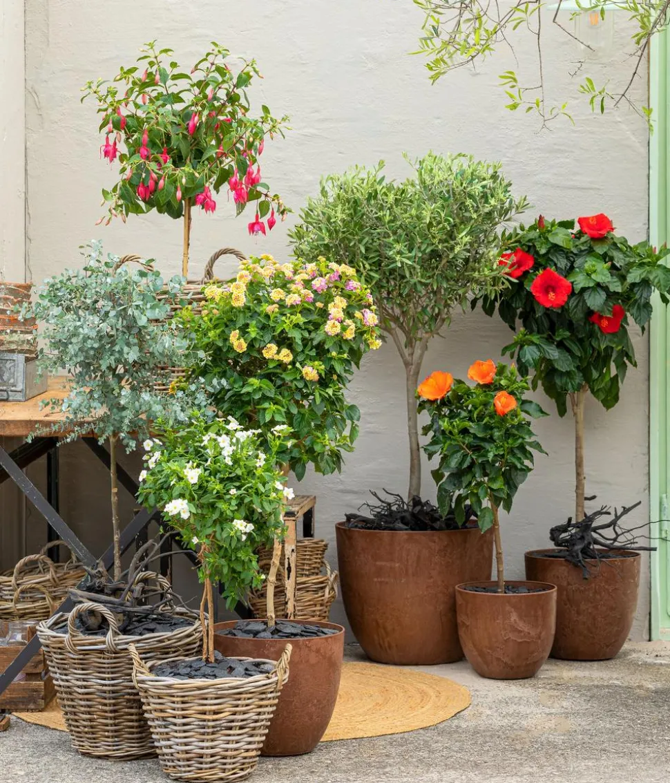 Zimmerhibiskus - Hibiscus rosa-sinensis, Stämmchen, verschiedene Farben
