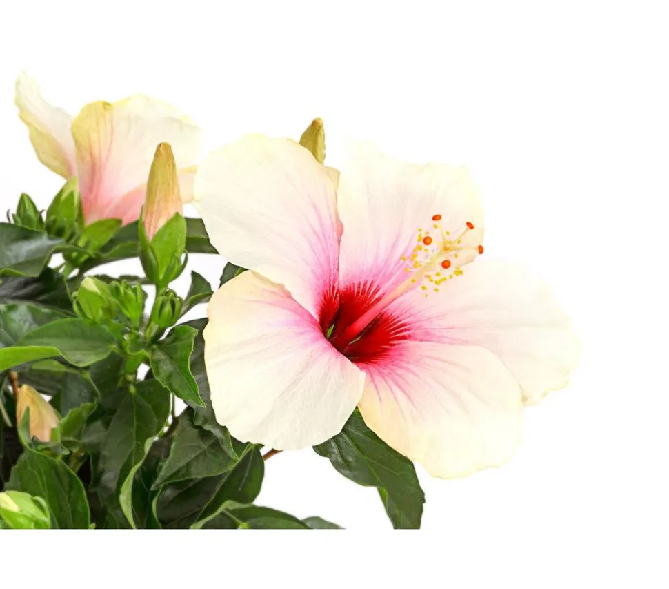 Zimmerhibiskus - Hibiscus rosa-sinensis, Stämmchen, verschiedene Farben