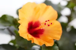 Zimmerhibiskus - Hibiscus rosa-sinensis, Stämmchen, verschiedene Farben