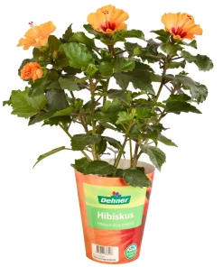 Zimmerhibiskus - Hibiscus rosa-sinensis, Stämmchen, verschiedene Farben