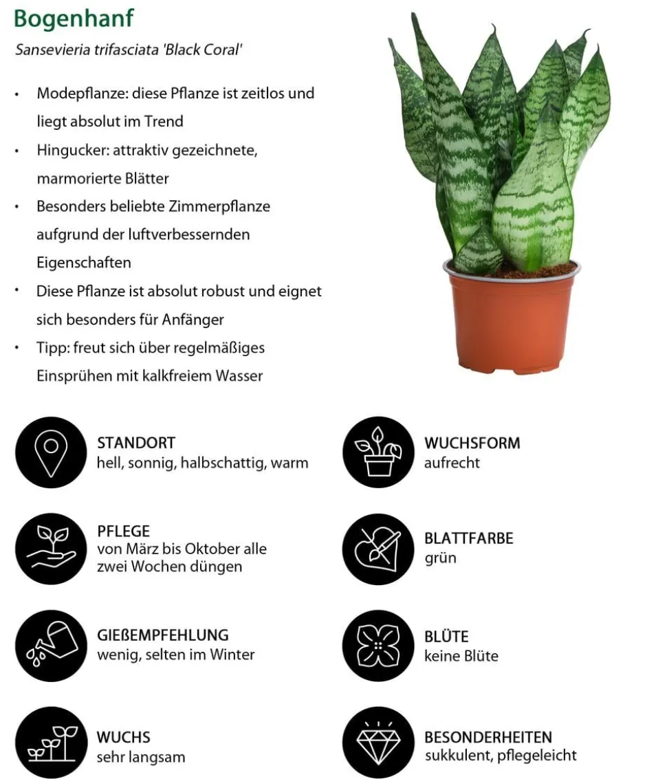 Zimmerpflanzen-Set Diamonds 4-teilig