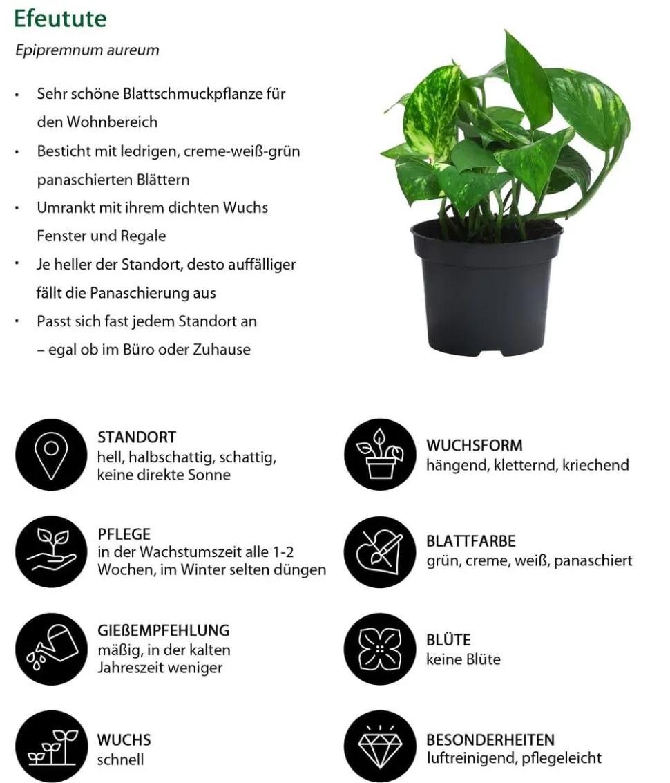 Zimmerpflanzen-Set Drei Höhen, 3-teilig