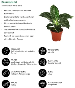 Zimmerpflanzen-Set Ever Green, 3-teilig