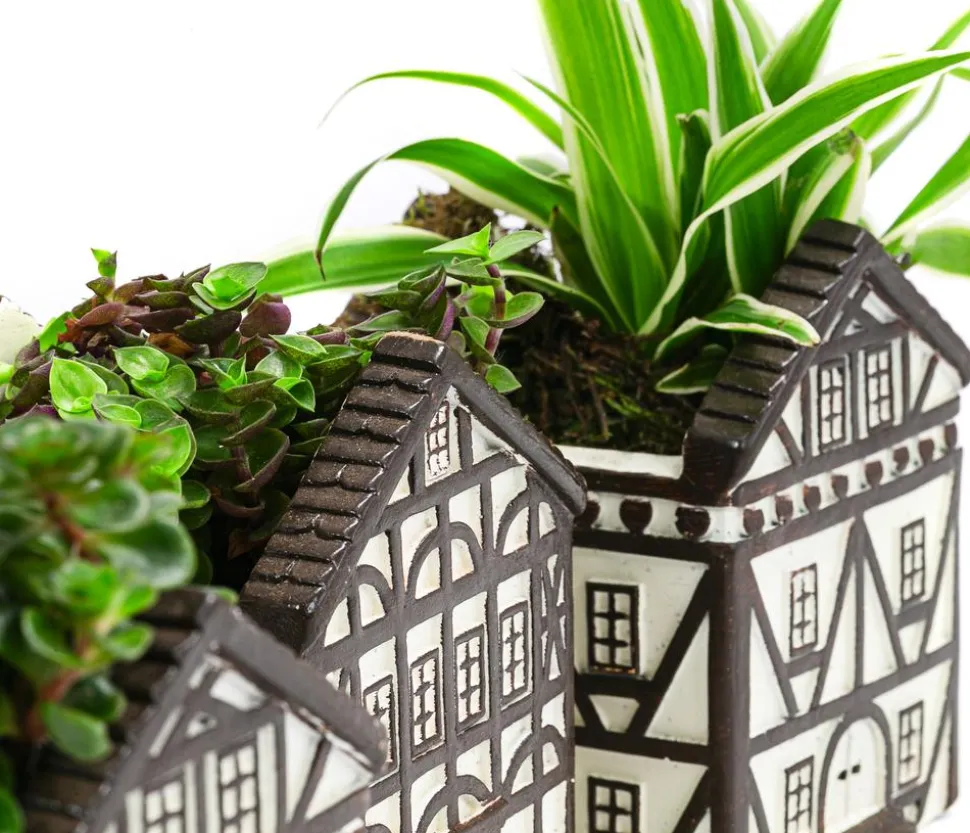 Zimmerpflanzen-Set Fachwerk, 3-teilig