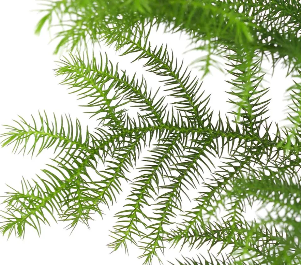 Zimmertanne - Araucaria heterophylla