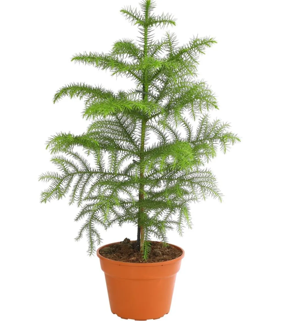 Zimmertanne - Araucaria heterophylla