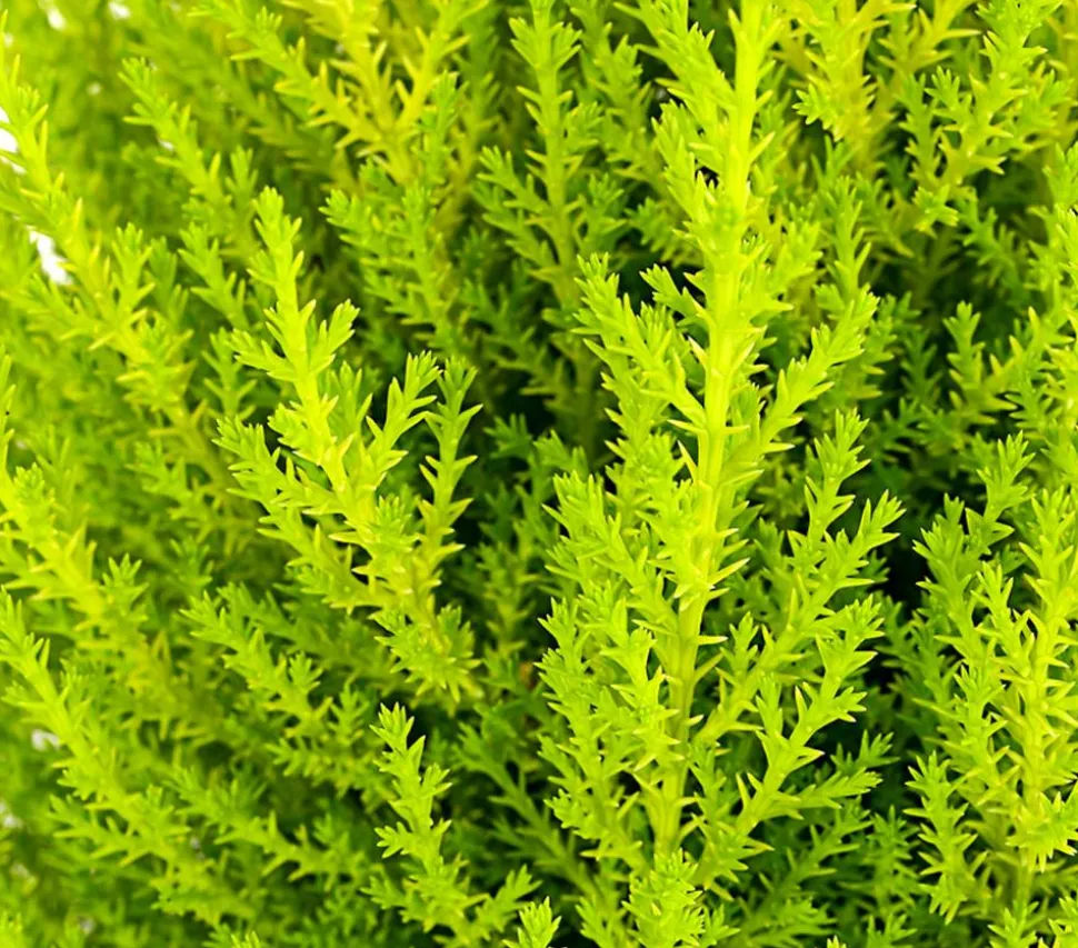 Zimmerzypresse 'Goldcrest', Pyramide
