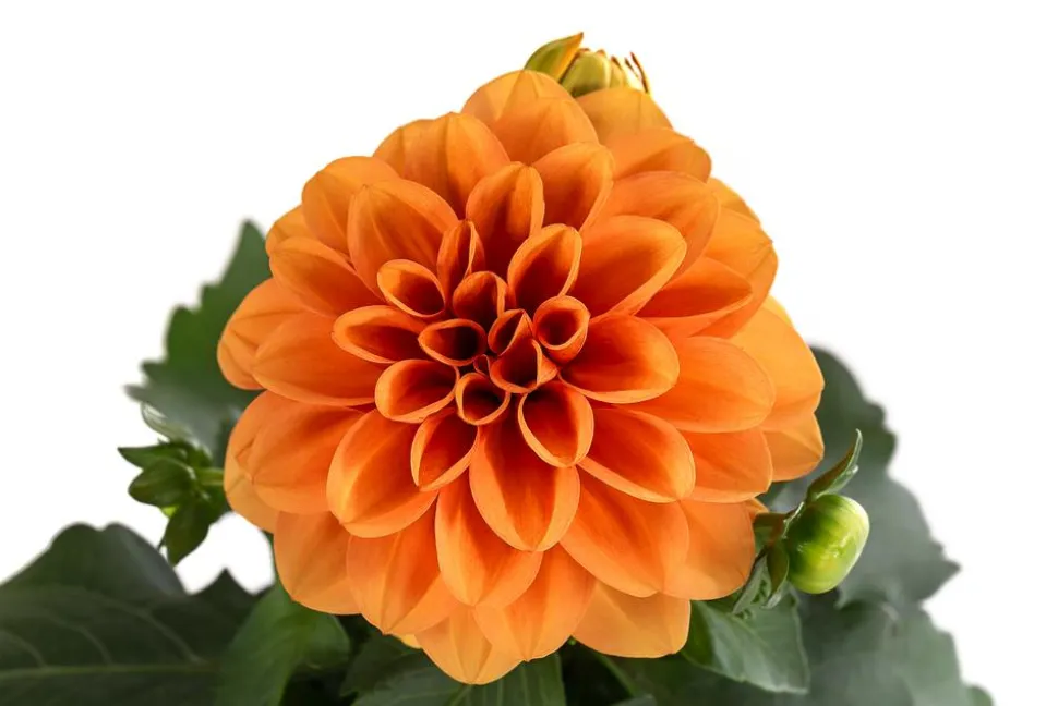 Zwergdahlie, verschiedene Farben