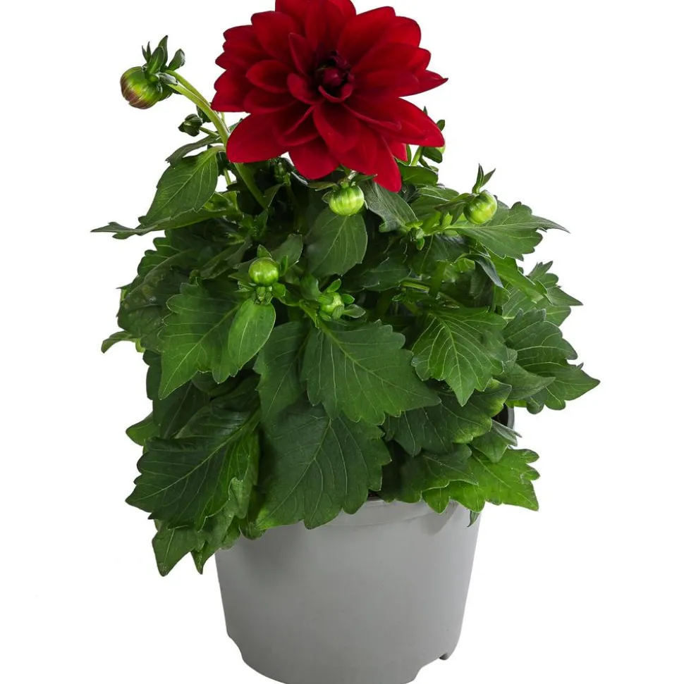 Zwergdahlie, verschiedene Farben