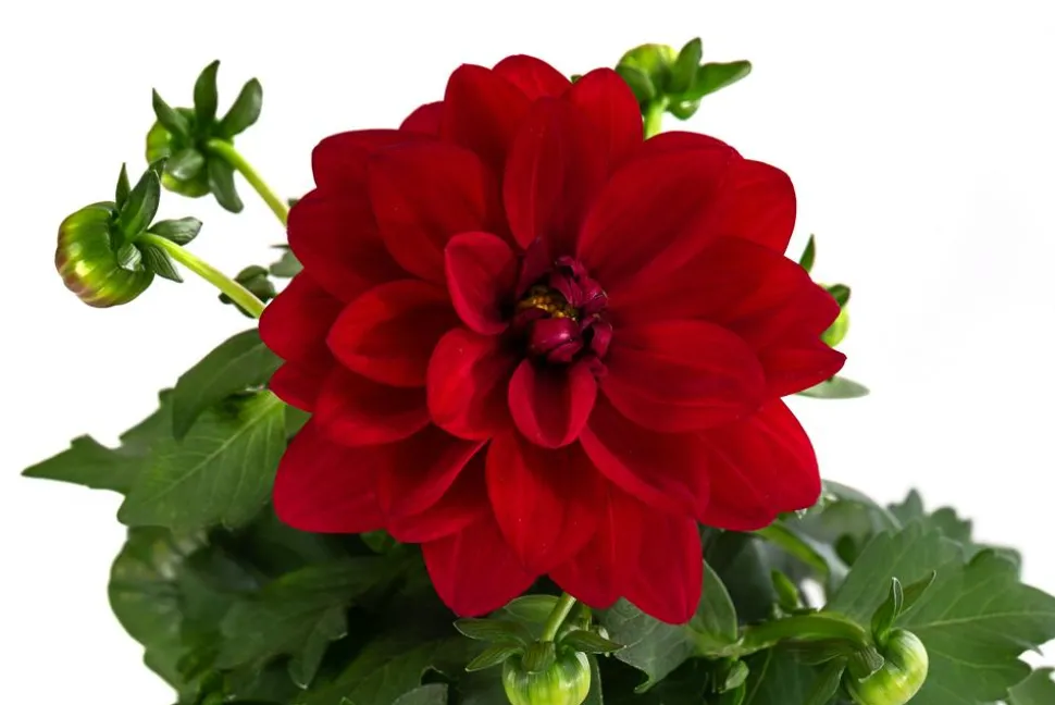Zwergdahlie, verschiedene Farben