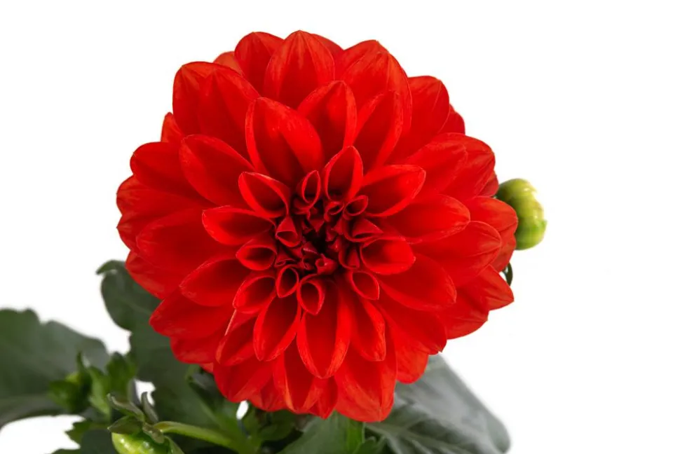 Zwergdahlie, verschiedene Farben