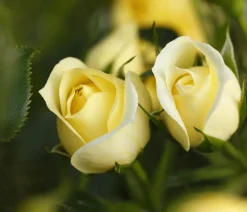 Zwerg-Kletterrose 'Starlet® Elida®'