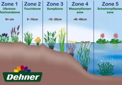 Zwerg-Schachtelhalm
