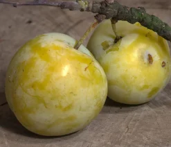Zwetschgen-Duo 'Hauszwetschge/Oullins Reneklode'
